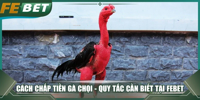 Cách chấp tiền gà chọi