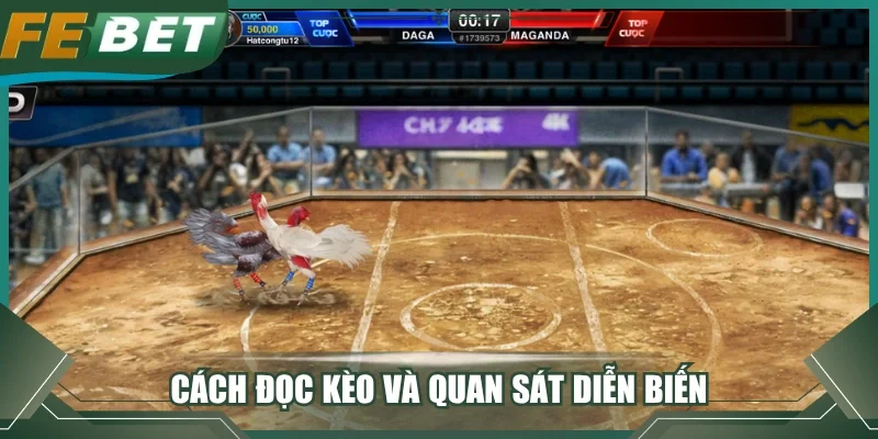 Cách đọc kèo và quan sát diễn biến trước khi kèo