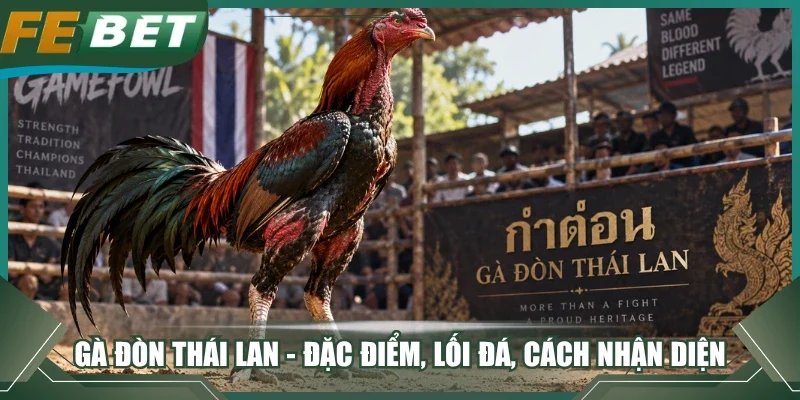 Gà đòn Thái Lan